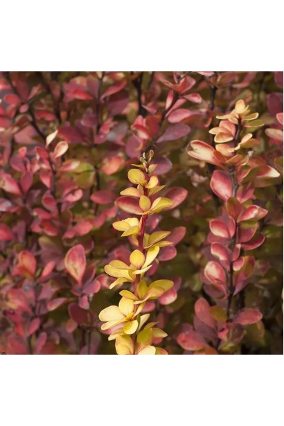 Крупний план осіннього листя Барбарису Голден Піллар